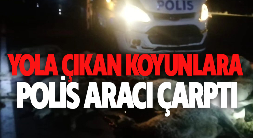 Yola çıkan koyun sürüsüne polis aracı çarptı