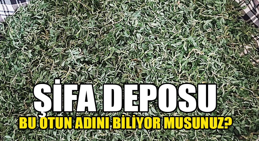 Şifa deposu bu otun adını biliyor musunuz?