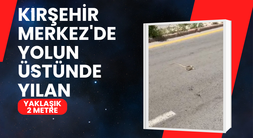 Kırşehir sokaklarında yılan paniği