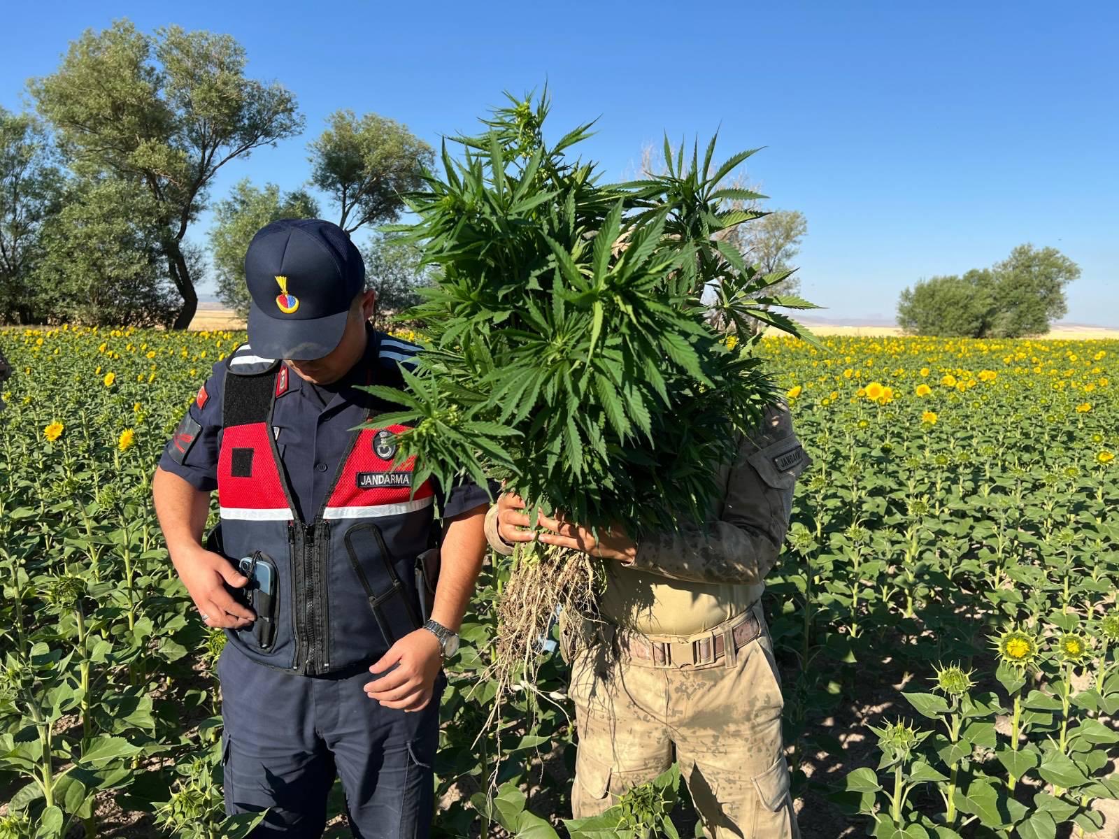 Kırşehir jandarmadan nefeskesen uyuşturucu operasyonu