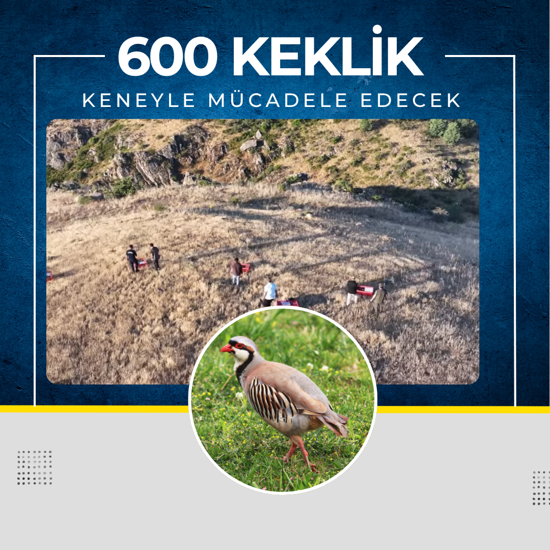 600 KEKLİK DOĞAYA KANAT ÇIRPTI!