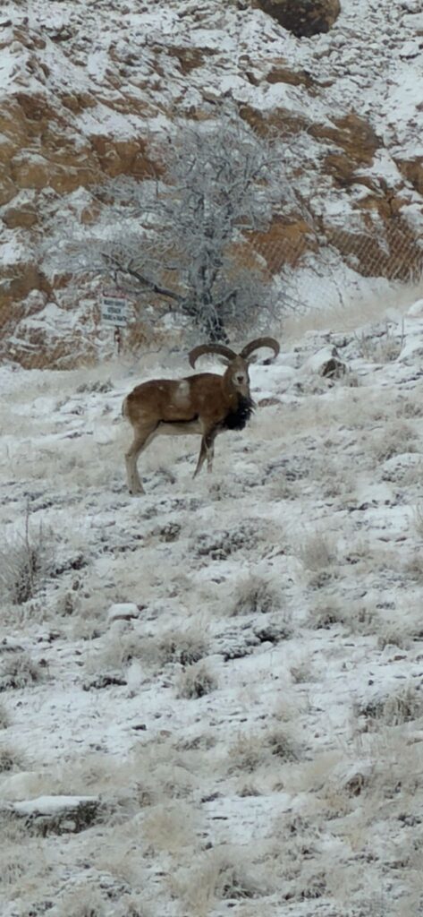 Anadolu Yaban Koyunları Kırşehir dağlarında yaşamaya devam ediyor