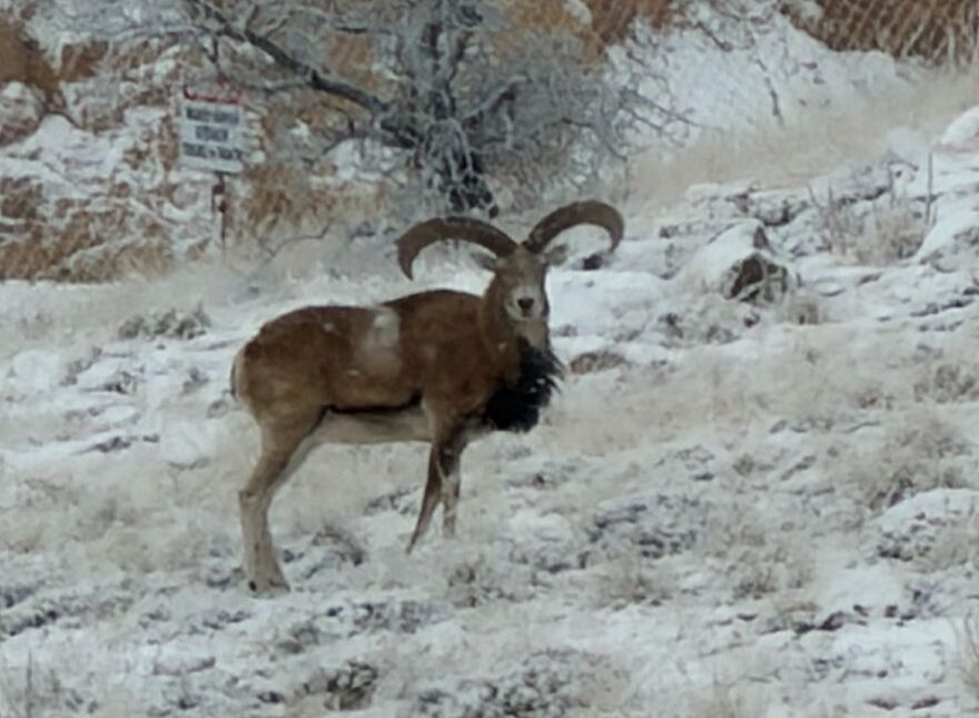 Anadolu Yaban Koyunları Kırşehir dağlarında yaşamaya devam ediyor