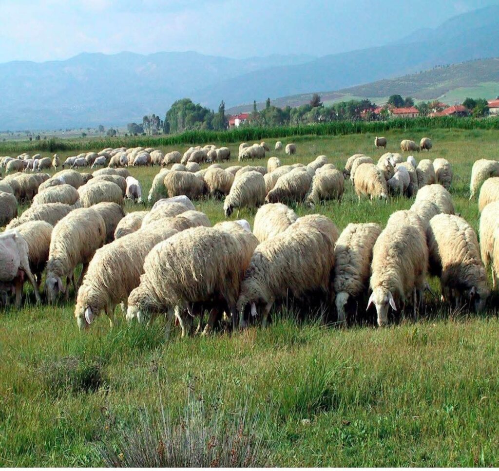 Küçükbaş Hayvancılığa Dev Destek Projesi Açıklandı