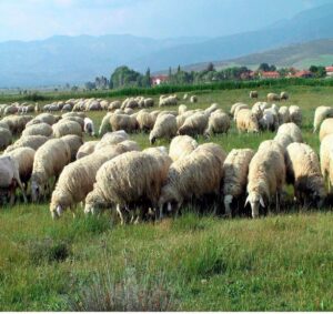 Küçükbaş Hayvancılığa Dev Destek Projesi Açıklandı