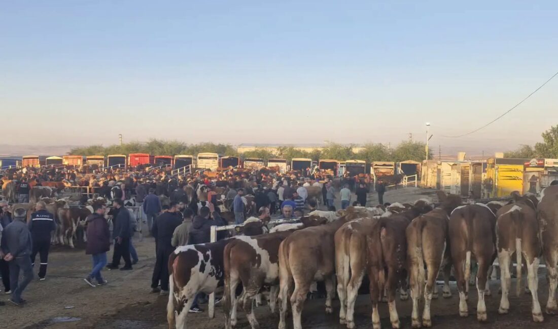 Çevre illerde artış gösteren şap hastalığı vakaları sonrasında hayvan sağlığını