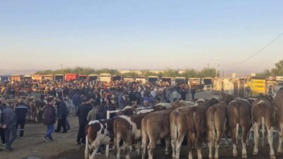 Çevre illerde artış gösteren şap hastalığı vakaları sonrasında hayvan sağlığını